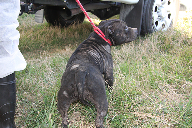 Here are just some of the pets rescued from the property at Wondai